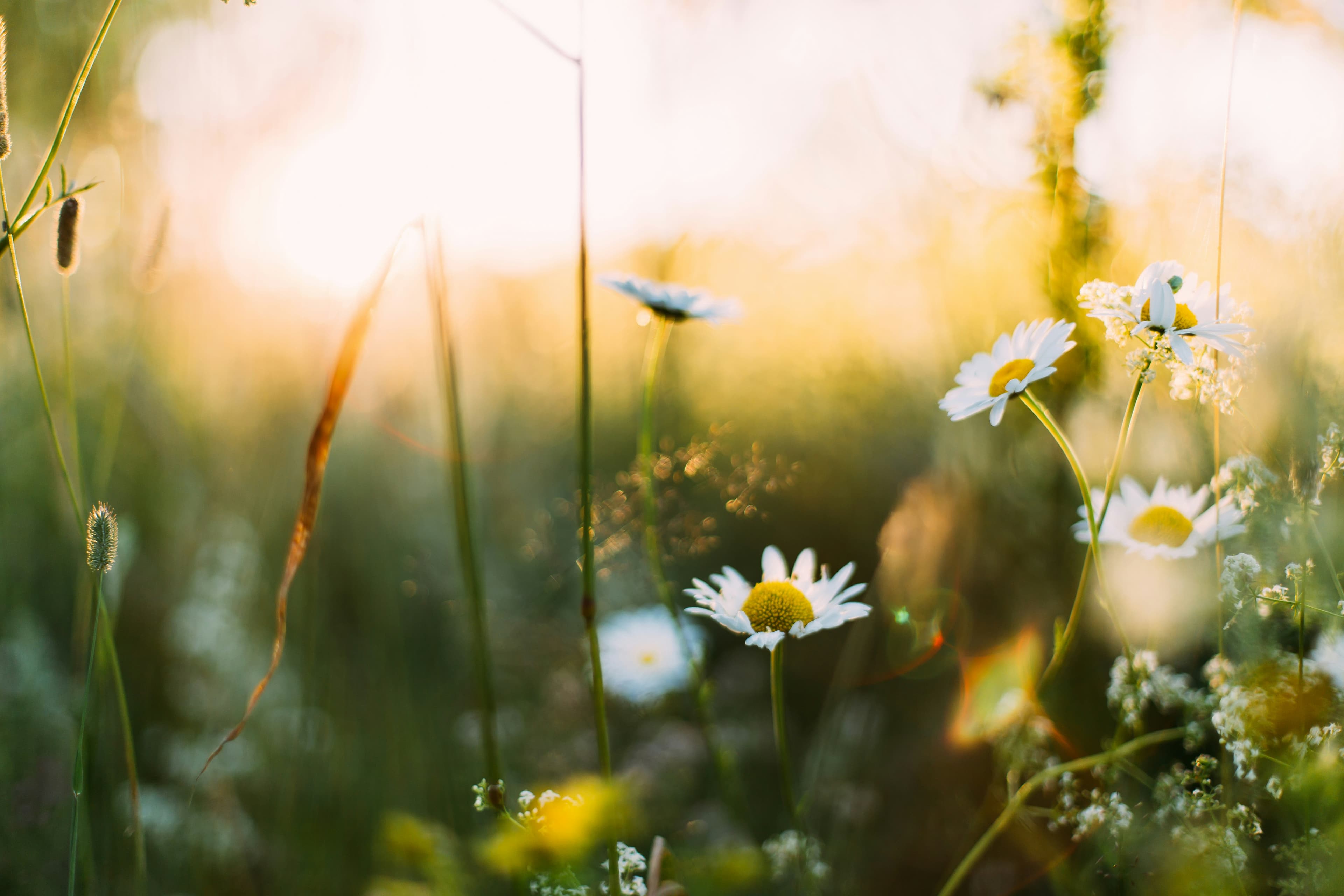 Spring flowers against blue sky - seasonal garden inspiration