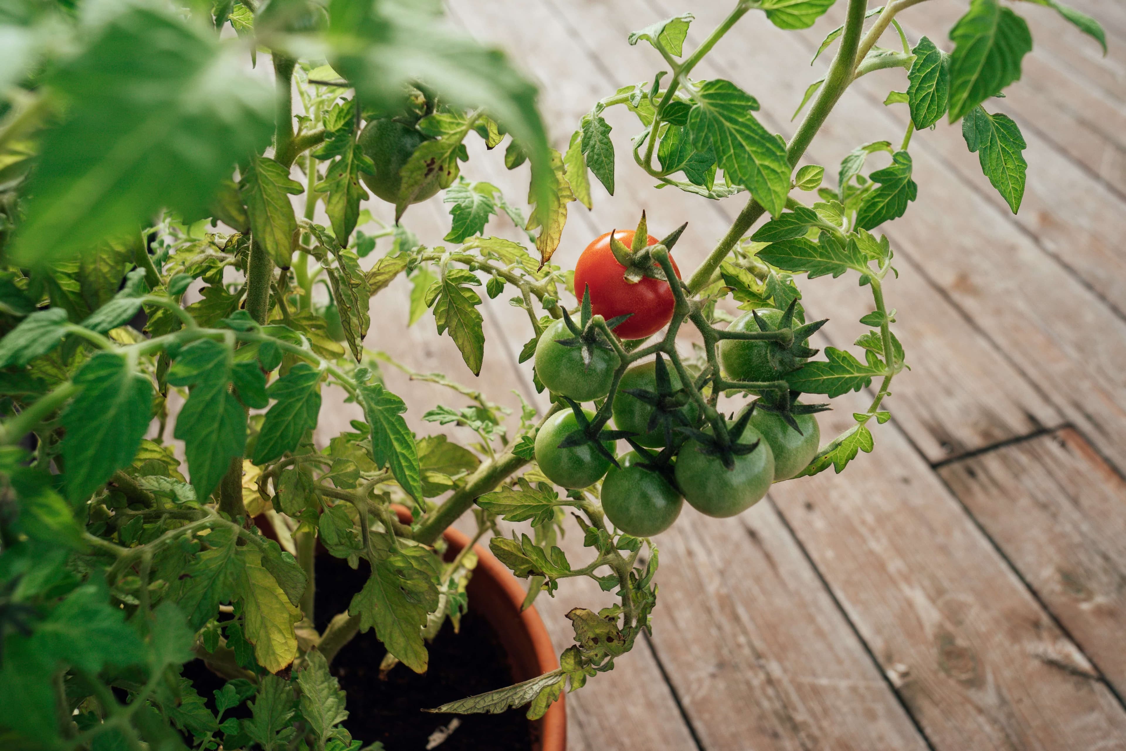 Tomato seedlings ready for spring planting - vegetable gardening guide