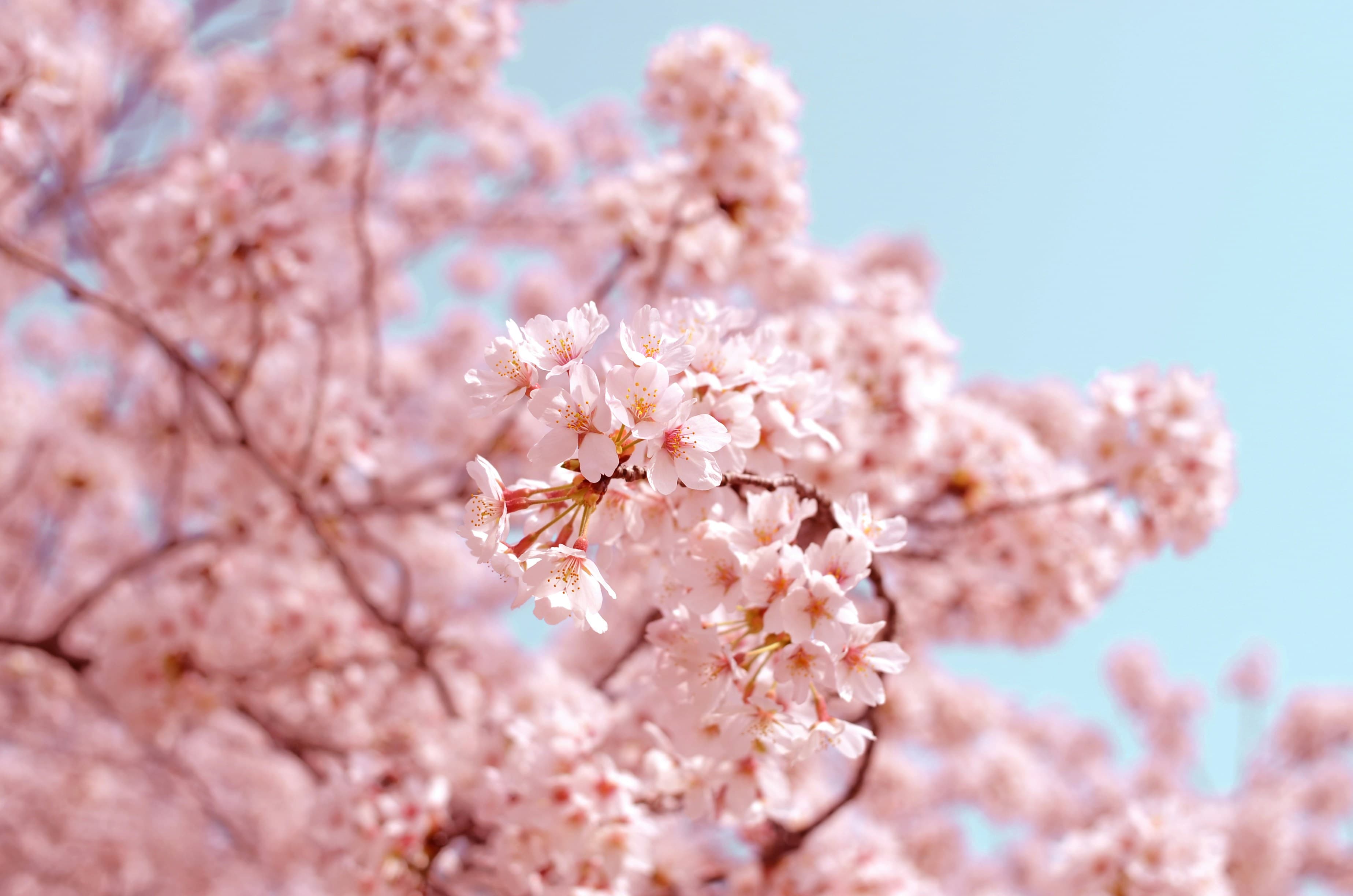 Cherry blossoms in spring - seasonal gardening inspiration